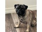 Adopt Dozer a Tan/Yellow/Fawn Pug / Mixed dog in Surprise, AZ (40895986)