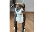 Adopt Garnet a Black - with White Pointer / Terrier (Unknown Type