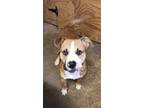 Adopt Shrek a Tan/Yellow/Fawn - with White Boxer / Mixed dog in Flintstone