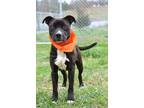 Adopt Henry - Adoptable a Terrier (Unknown Type, Small) / Mixed Breed (Medium) /