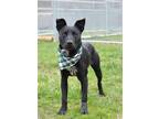 Adopt Clutch - Adoptable a Affenpinscher / Mixed Breed (Medium) / Mixed dog in