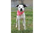Adopt Izzy - Adoptable a American Pit Bull Terrier / Hound (Unknown Type) /