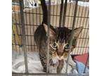 Adopt Jazzy a Brown Tabby Domestic Shorthair / Mixed Breed (Medium) / Mixed