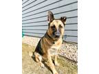 Adopt Viper - Referral a Black - with Tan, Yellow or Fawn German Shepherd Dog /