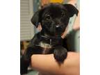Adopt Liv Better a Labrador Retriever / Australian Cattle Dog / Mixed dog in El