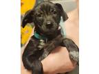 Adopt Ima Save Money a Labrador Retriever / Australian Cattle Dog / Mixed dog in