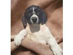 Adopt Velma a Hound (Unknown Type) / Australian Cattle Dog / Mixed dog in El