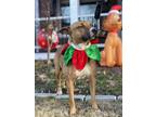 Adopt Charlotte a Red/Golden/Orange/Chestnut Boxer / Mixed dog in Ball Ground