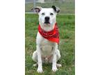 Adopt Tucker - Adoptable a Terrier (Unknown Type, Small) / Mixed Breed (Medium)