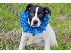 Adopt Travis Kelce a White - with Black Boxer / Mixed Breed (Medium) / Mixed dog