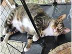 Adopt Bootsie a Gray, Blue or Silver Tabby Domestic Shorthair / Mixed (short