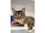 Adopt Slim a Brown Tabby Domestic Shorthair / Mixed Breed (Medium) / Mixed