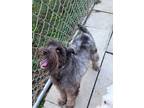Adopt Drake a Brown/Chocolate Schnauzer (Miniature) / Mixed dog in Durham