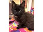 Adopt Whisper a All Black Domestic Mediumhair / Mixed Breed (Medium) / Mixed