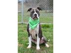 Adopt Roscoe - Adoptable a Affenpinscher / Mixed Breed (Medium) / Mixed dog in