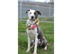 Adopt Peaches - Adoptable a American Pit Bull Terrier / Mixed Breed (Medium) /