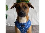 Adopt Pine a Tricolor (Tan/Brown & Black & White) Boxer / Labrador Retriever /