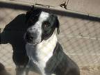 Adopt RODNEY a Black - with White Pointer / Mixed dog in KELLYVILLE