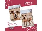 Adopt Romeo a Brindle Australian Cattle Dog / Hound (Unknown Type) / Mixed