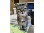 Adopt Harley a Brown Tabby Domestic Shorthair (short coat) cat in Newport