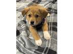 Adopt Diego a Tan/Yellow/Fawn - with White Labrador Retriever / German Shepherd