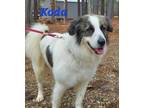 Adopt Koda a White - with Red, Golden, Orange or Chestnut Great Pyrenees / Mixed