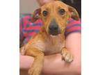Adopt Sierra a Dachshund / Terrier (Unknown Type, Small) / Mixed dog in El