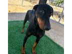Adopt EVIE a Black - with Brown, Red, Golden, Orange or Chestnut Doberman