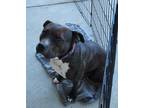 Adopt Lil Bit a Staffordshire Bull Terrier / Mixed dog in Toney, AL (40890936)