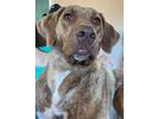 Adopt Ginny a Brindle Australian Shepherd / Mixed dog in Forked River
