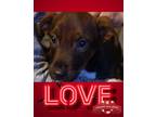 Adopt Linda a Brown/Chocolate - with White Catahoula Leopard Dog / Labrador