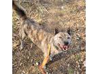 Adopt White a Tricolor (Tan/Brown & Black & White) Jindo / Kai Dog / Mixed dog