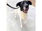 Adopt Archie a Black Mixed Breed (Small) / Mixed Breed (Medium) / Mixed (short