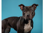 Adopt Trixie a Black American Pit Bull Terrier / Mixed Breed (Medium) / Mixed