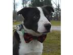 Adopt Blizzard a Black - with White Border Collie / Mixed dog in Concord