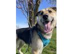 Adopt Fozzy a Brown/Chocolate - with Tan German Shepherd Dog / Great Pyrenees /