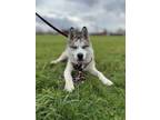 Adopt Klondike a White - with Black Siberian Husky / Mixed dog in Woodburn