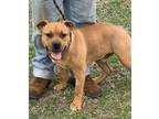 Adopt Turbo a Tan/Yellow/Fawn - with White American Pit Bull Terrier / English