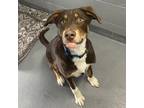 Adopt RONALD a Brown/Chocolate - with White Australian Shepherd / Labrador