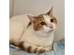 Adopt Quinn a Orange or Red (Mostly) Domestic Shorthair / Mixed (short coat) cat