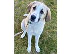 Adopt Wendy a Tan/Yellow/Fawn Anatolian Shepherd / Great Pyrenees / Mixed (short