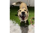 Adopt Hunter a Tricolor (Tan/Brown & Black & White) Husky / Shepherd (Unknown