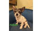 Adopt Freddy a White - with Gray or Silver Cairn Terrier / Papillon / Mixed dog