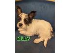 Adopt Billy a Black - with White Cairn Terrier / Papillon / Mixed dog in