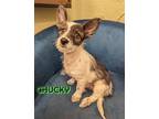 Adopt Chucky a Gray/Silver/Salt & Pepper - with White Cairn Terrier / Papillon /