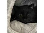 Adopt Jack a Domestic Shorthair / Mixed cat in Versailles, KY (40599393)