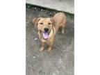 Adopt Joey a Tan/Yellow/Fawn Labrador Retriever / Mixed Breed (Medium) / Mixed