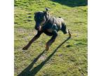 Adopt Duchess a Doberman Pinscher / Mixed dog in McKinney, TX (40844027)