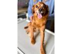Adopt Newman a Cavalier King Charles Spaniel / Mixed dog in Freeport