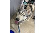 Adopt Hansel a Merle Alaskan Klee Kai / Mixed Breed (Medium) / Mixed (short